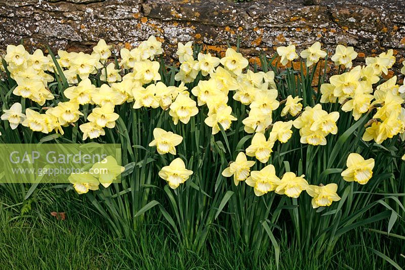 Narcissus - Daffodils 