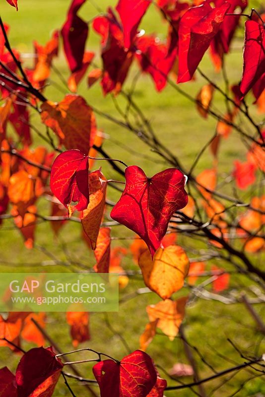 Cercis canadensis 'Forest Pansy' in the garden. Highfield Hollies, Hampshire, UK