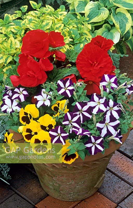 Season long summer colour in a terracotta pot. Viola -Pansies with striped Petunias and red Begonias 'Non-stop'