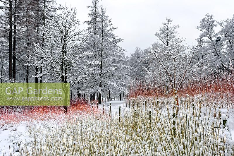 Salix and Cornus beds covered in snow at the Winter Garden in February, Valley gardens Windsor
