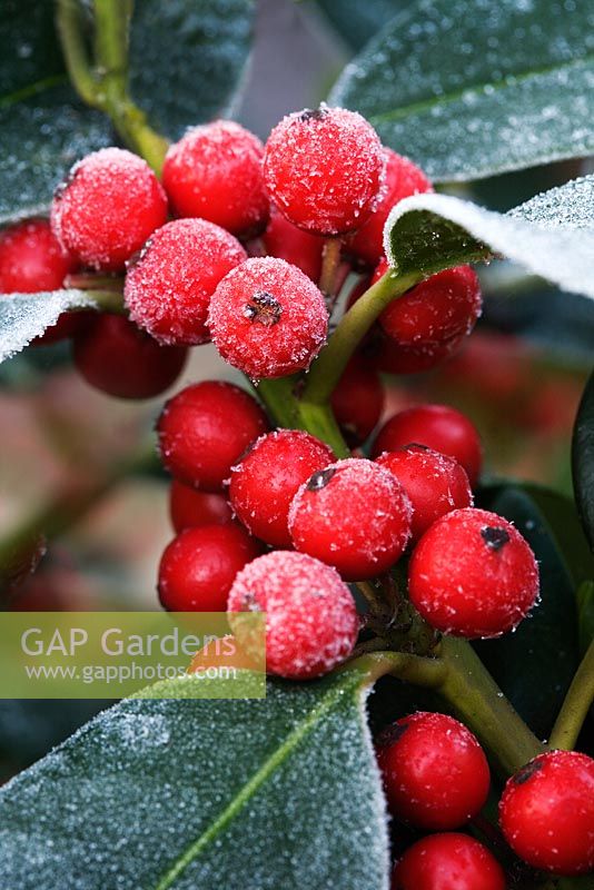 Ilex altaclarensis - Holly berries with frost