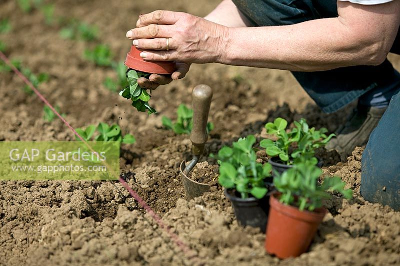 Planting pot grown Pisum - Peas