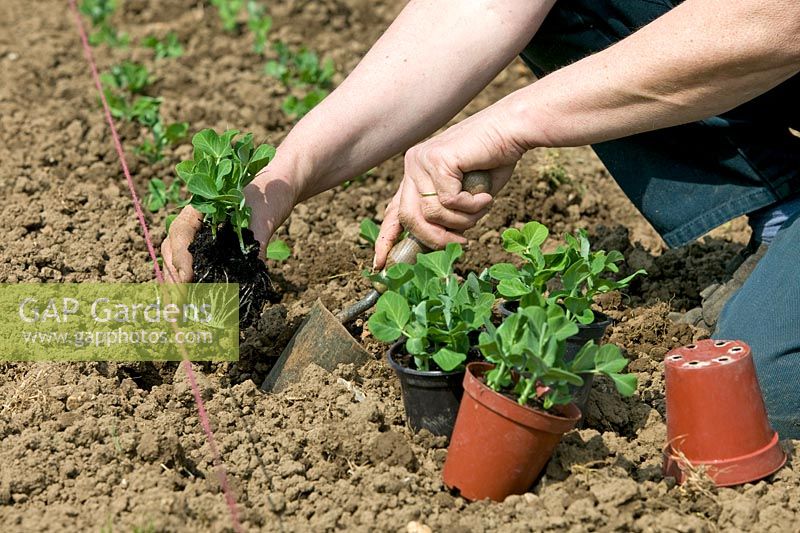 Planting pot grown Pisum - Peas

