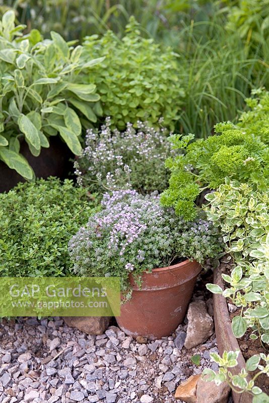 Herbs growing in pots, thyme, parsley, sage, Hampton Court 2009