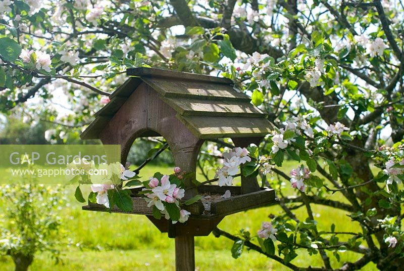 Bird table under blossoming apple tree 