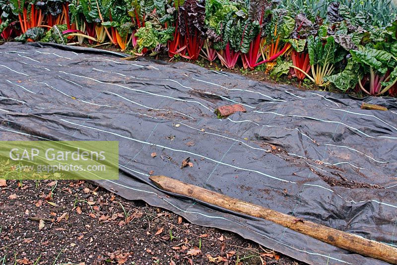 Mypex ground cover used to surpress weeds and eliminate digging in the vegetable garden,. Being placed here in late October after a crop of winter squash to kill weeds over winter which will be used for spring planting. Newly germinated Autumn onion sets 'Shenshyu Yellow' in foreground,  at back 'Brights Lights' Rainbow Chard.