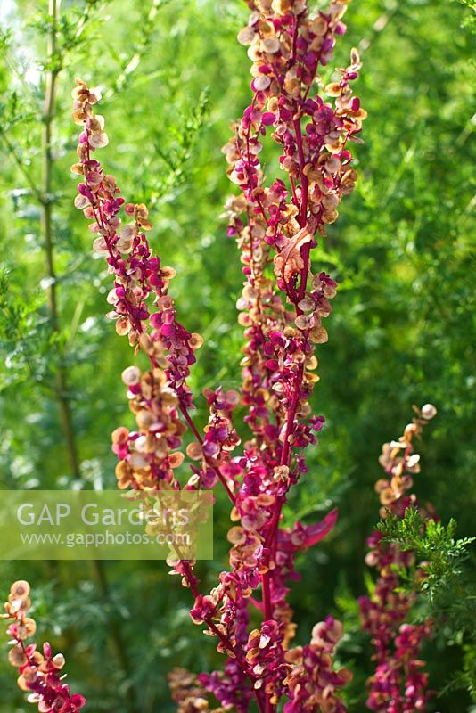 Atriplex hortensis 'Red Green Plume' - Orache, Mountain Spinach