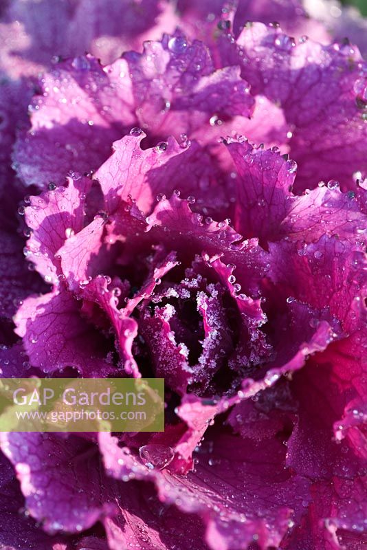 Brassica oleracea 'Purple Pigeon' with melting frost. Ornamental Cabbage