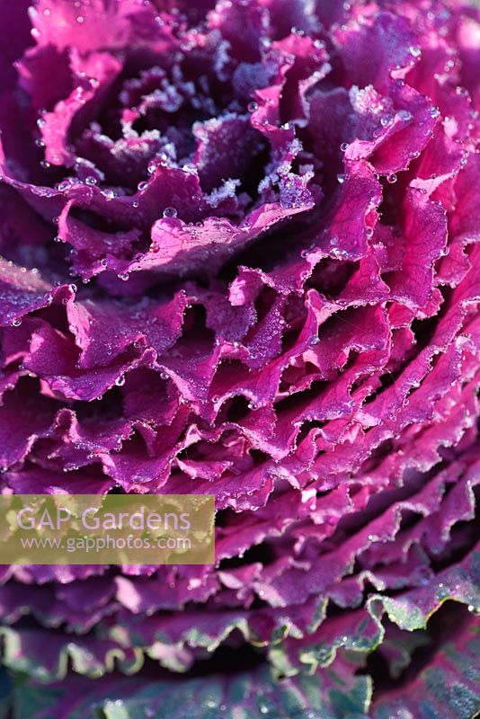Brassica oleracea 'Purple Pigeon'. Ornamental Cabbage 