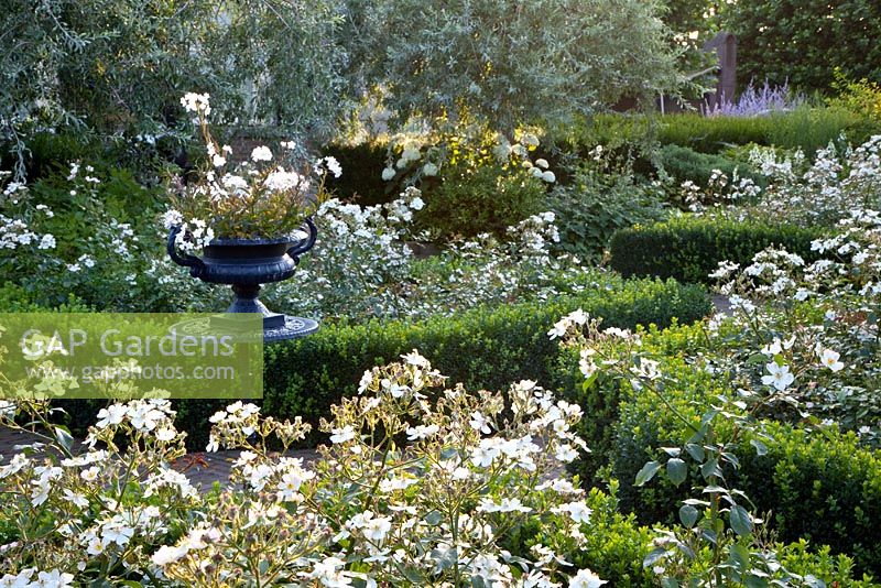 Rose garden planted with Rose 'White Fleurette' and clipped Buxus - Box hedging