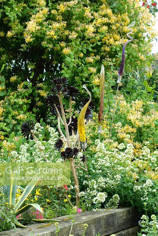 Aeonium arboreum 'Zwartkop', Centranthus ruber' Albus' and Lonicera - Honeysuckle with glass sculptures
