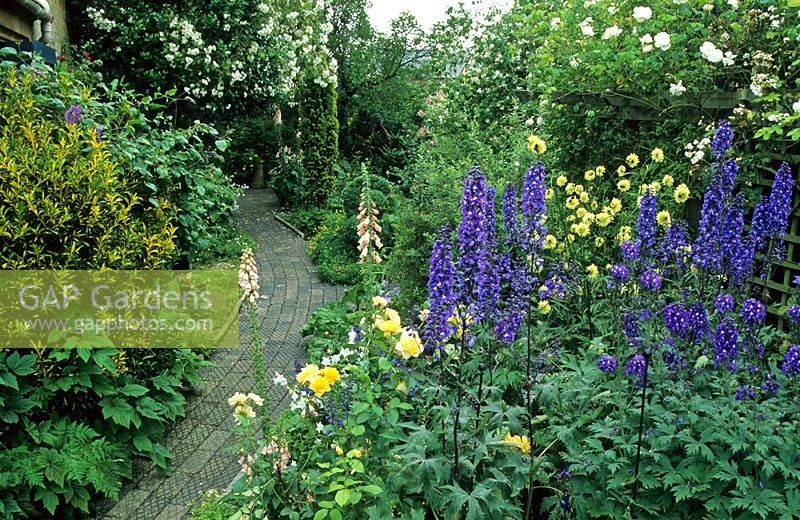 Cottage garden with Delphiniums, Rosa and Cephalaria gigantea, curving path made with reclaimed stable blocks