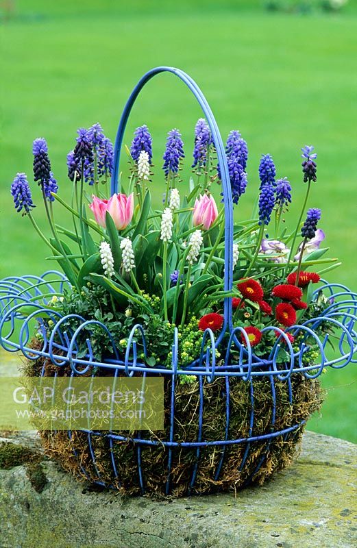 Spring container with Muscari, Tulipa and Bellis - The Manor House, Stevington