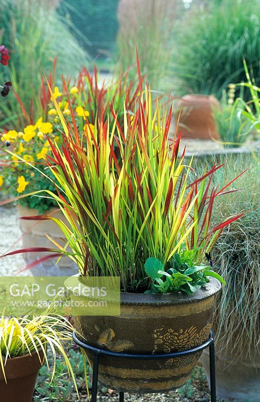 Glazed container with Imperata cylindrica 'Rubra'