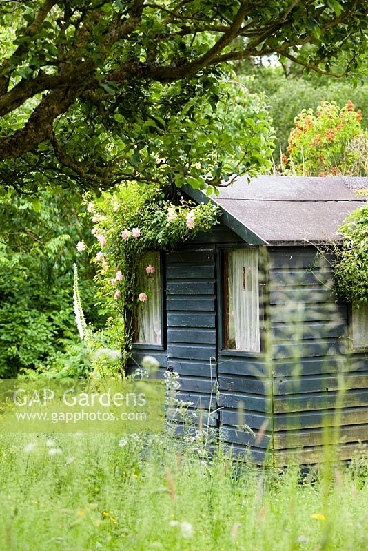 Old Wendy house with Rosa 'Phyllis Bide'