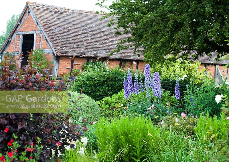 Eastgrove Cottage garden - Delphiniums with the barn in the background