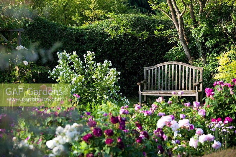 Eastgrove Cottage garden - View over the Secret Garden to bench and Philadelphus 'Belle Etoile'