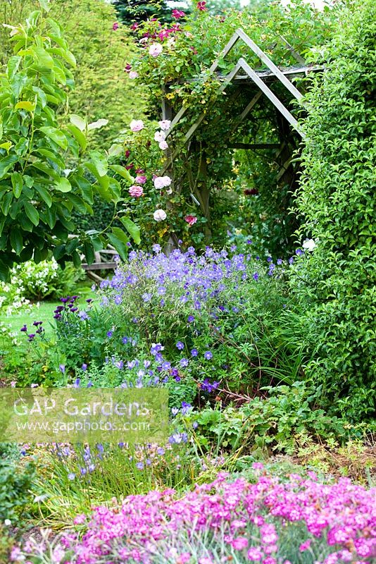Geranium 'Brookside' and the Rose tunnel