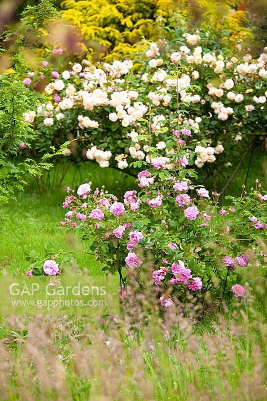 Rosa 'Ispahan' in cottage garden