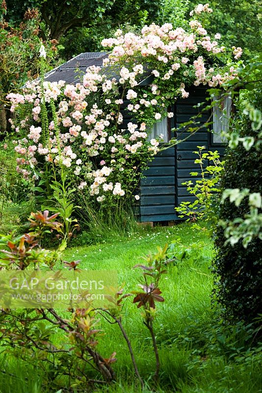 Eastgrove Cottage garden - Old Wendy house with Rosa 'Phyllis Bide'
