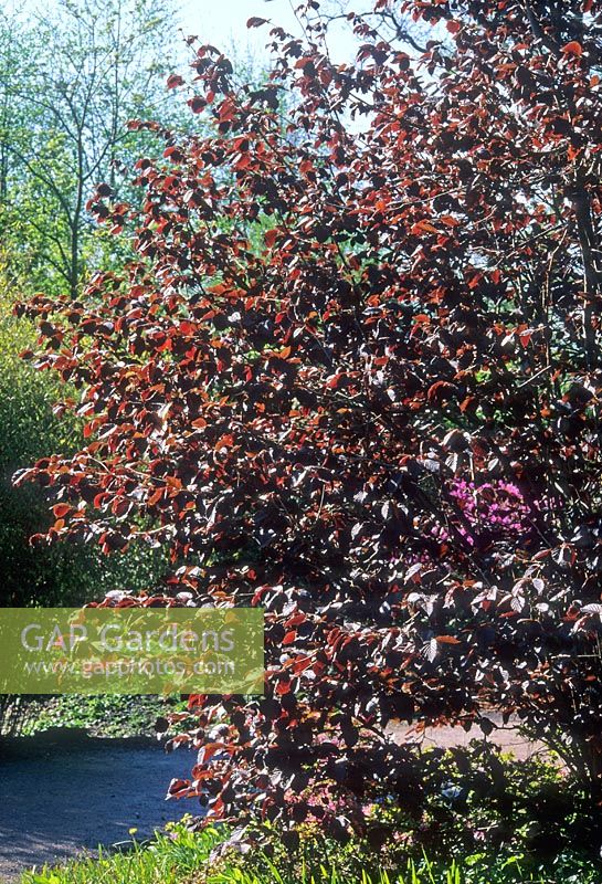 Corylus maxima 'Purpurea' - Filbert 
