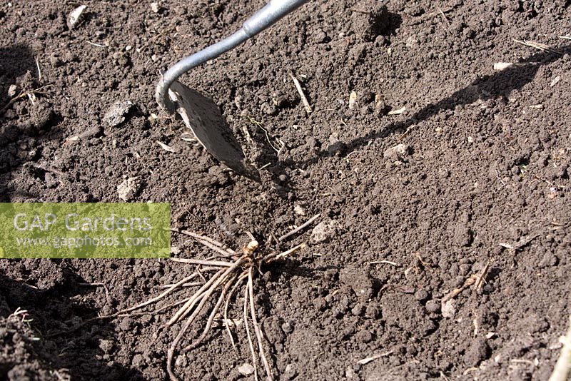 Planting Asparagus 'Gijnlim' 