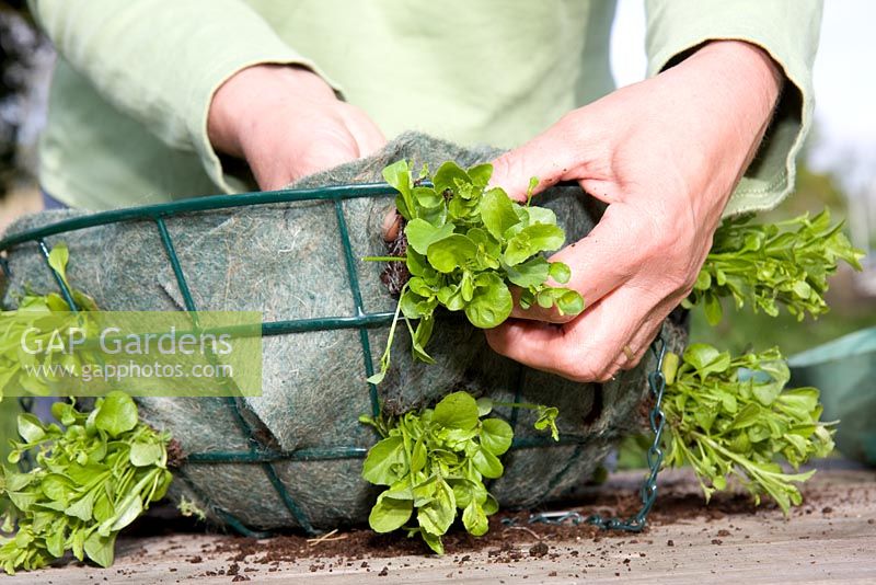 Planting up a hanging basket - side planting lobelia seedlings in lined wire basket