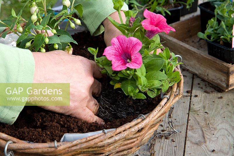 Planting up a hanging basket - planting Petunia in a plastic lined woven basket
