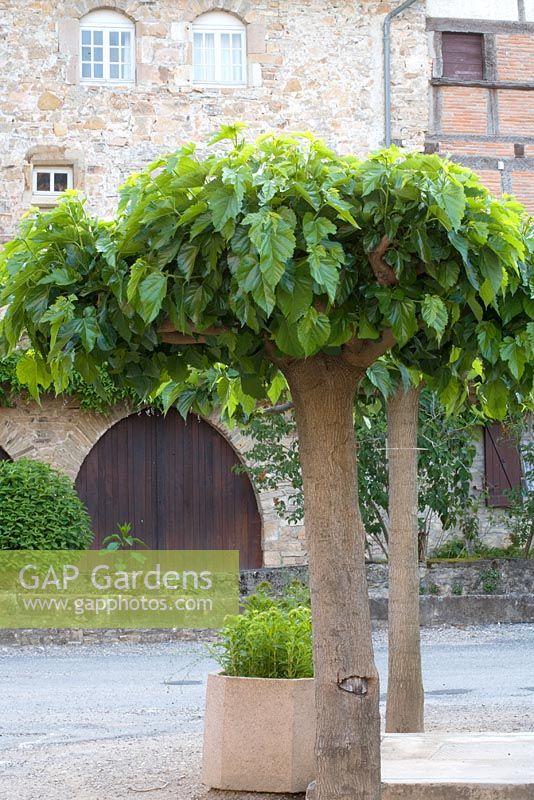 Male Morus - Mulberry trees, trained into umbrella form, creating feature in French village centre. Chosen for its berry-free habit, to avoid unsightly mess under trees.