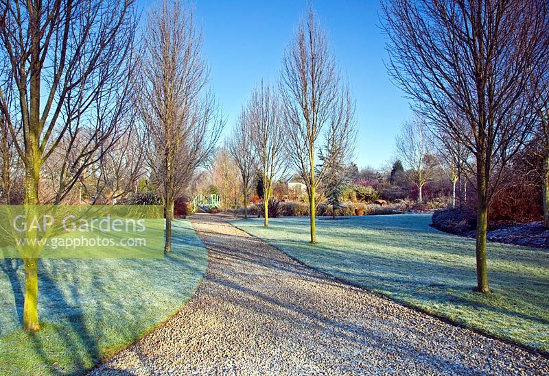 Arboretum of frosted trees and lawns in Winter at Wilkins Pleck NGS, Whitmore, Staffordshire 