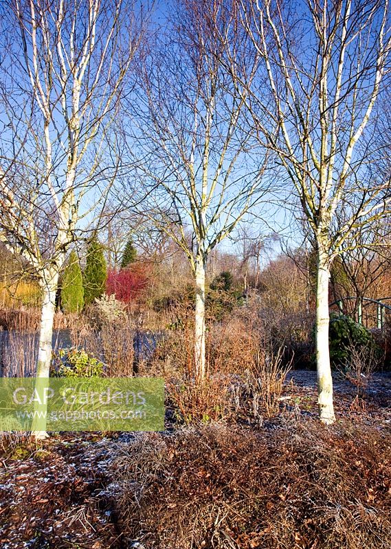 White barked Betula - Birch trees in borders of mature trees and shrubs in winter sunshine at Wilkins Pleck NGS, Whitmore, Staffordshire