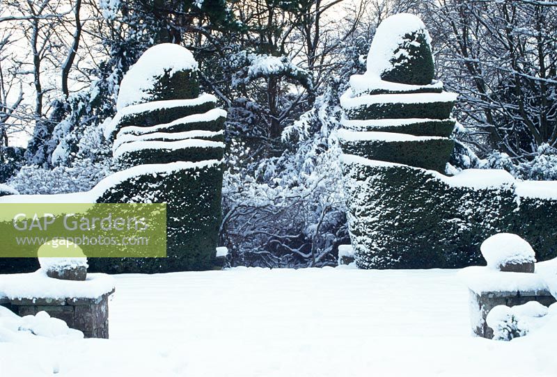 Wyndcliffe Court, St Arvans. Monmouthshire, snow. Topiary Yew spirals at edge of Bowling Green with snow in December