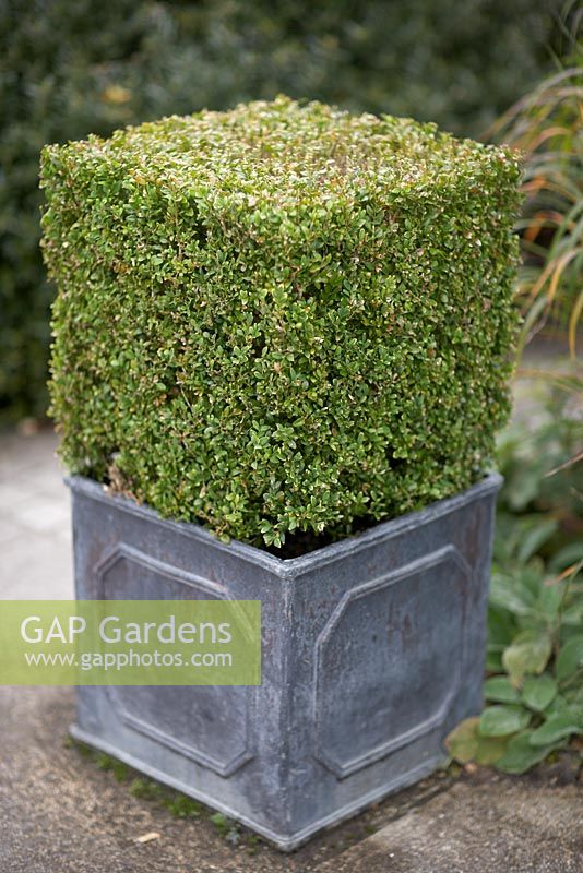Buxus topiary cube in a faux lead square planter 