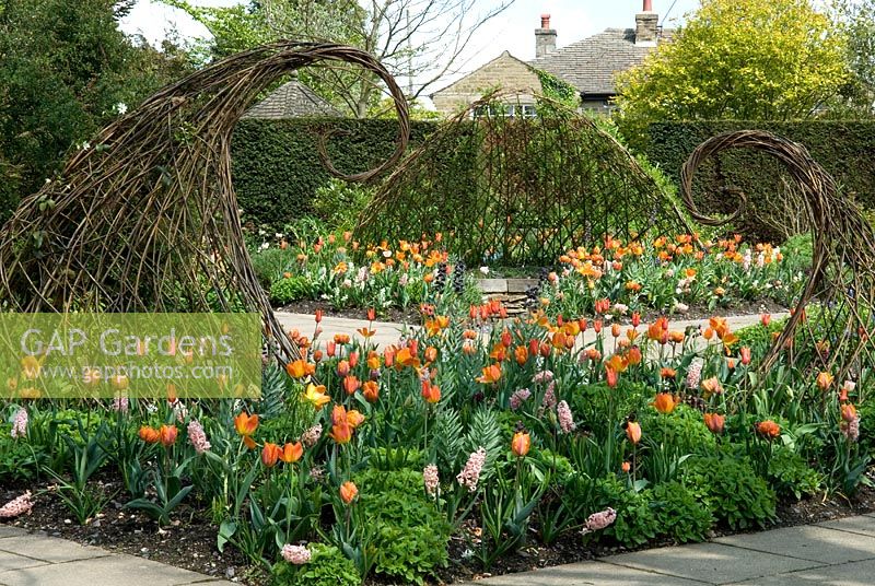 Woven structures made from living willow in borders of Tulipa 'Ballerina', 'Orange Favourite' and 'Orange Princess' and Hyacinthus 'Gipsy Queen' - RHS Harlow Carr 