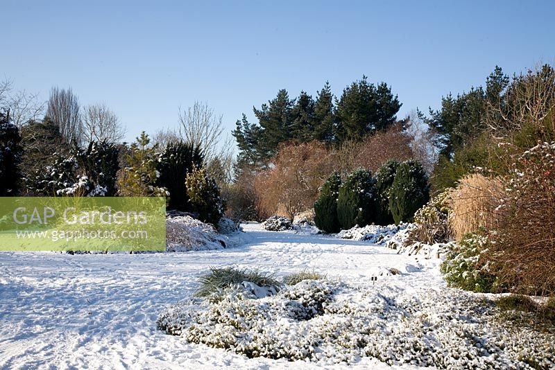Hilliers winter garden in January.