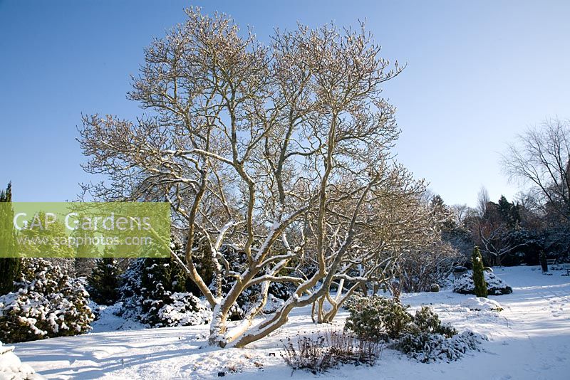 Magnolia soulangiana in snow at Hilliers Arboretum.