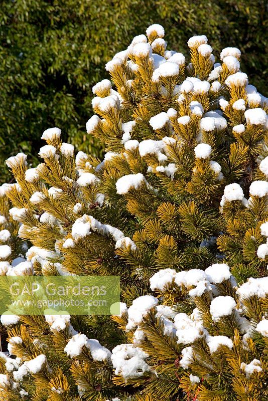 Pinus sylvestris 'Gold Medal'  in snow at Hilliers Arboretum.