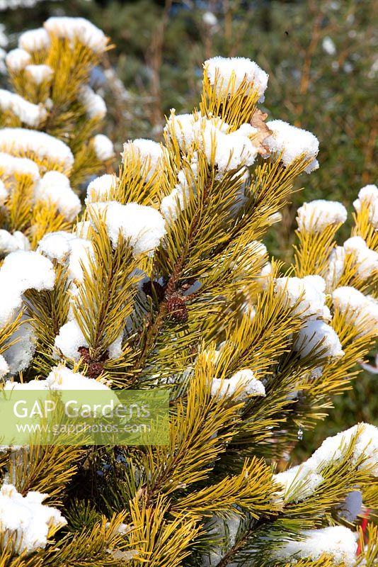 Pinus sylvestris 'Gold Medal' in snow at Hilliers Arboretum.