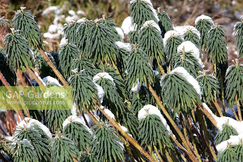 Euphoribia characias 'Wulfenii' in snow
