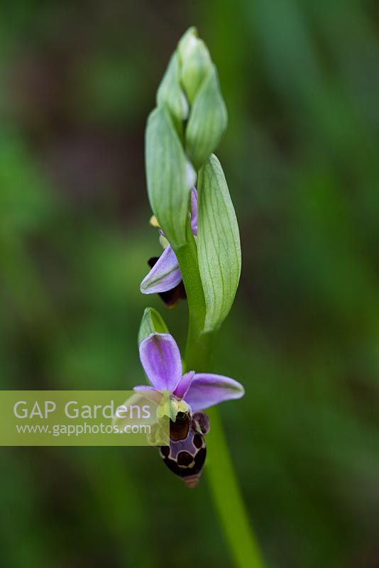 Single stem of Ophrys apifera - Bee Orchid.  Prevalent in South West France.