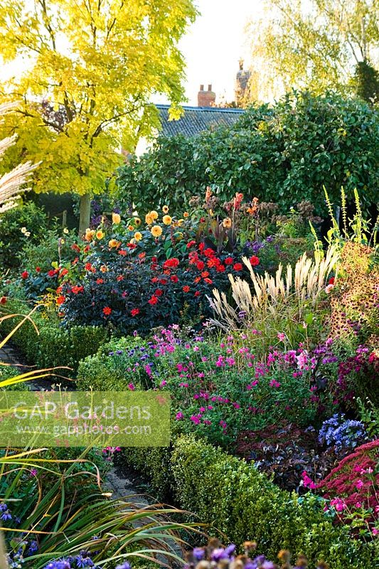 Late summer herbaceous borders with Asters, Dahlias, Miscanthus, Salvias and Sedums