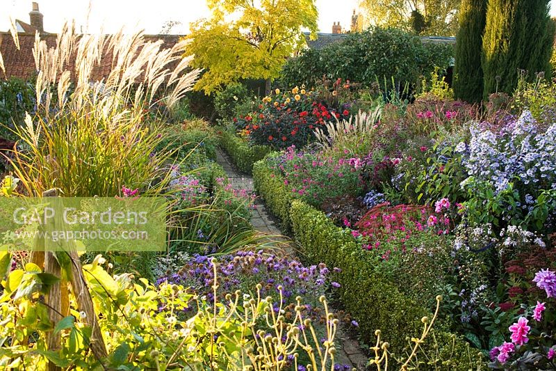 Late summer herbaceous borders with Asters, Dahlias, Miscanthus, Salvias and Sedums, brick path edged with box