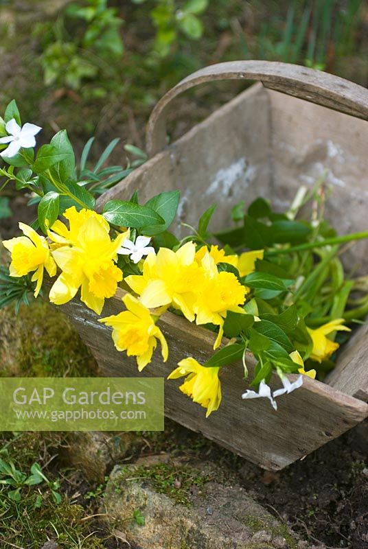 Trug with Vinca difformis - Periwinkle and Narcissus - Daffodils