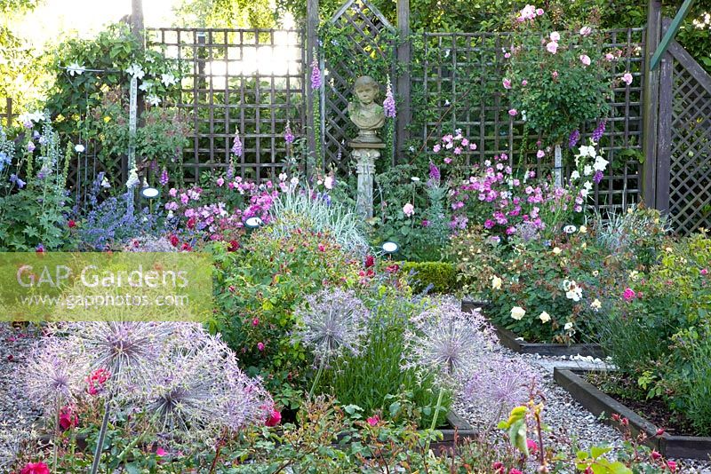 Small garden with Rosa and Allium Christophii