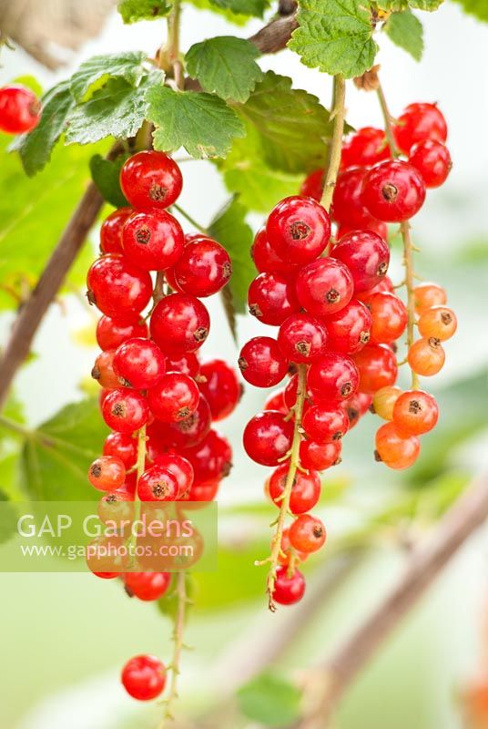 Ribes 'Rovada' - Redcurrants