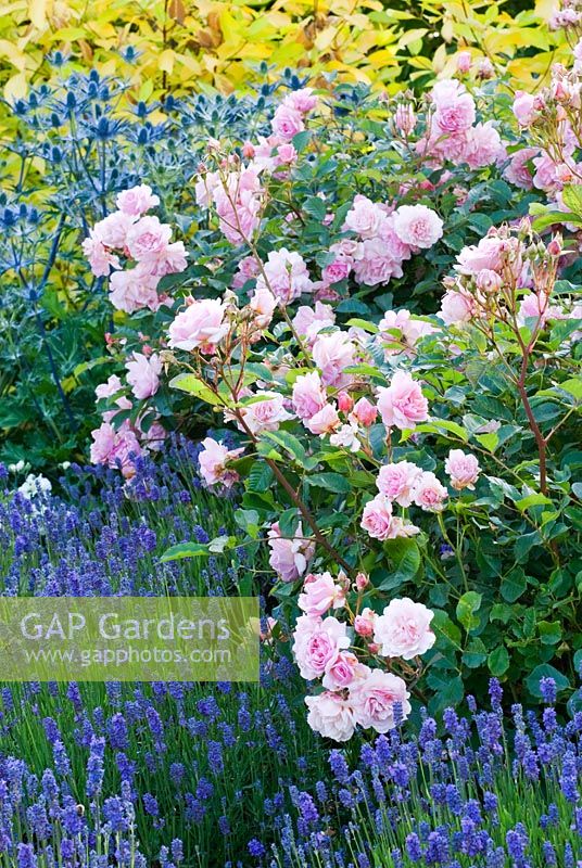 Mixed border with Rosa 'Felicia', Eryngium 'Big Blue', Lavandula angustifolia 'Lavenite Petite', Cornus alba 'Aurea' - The Fragrant Garden at The Bressingham Gardens, Norfolk