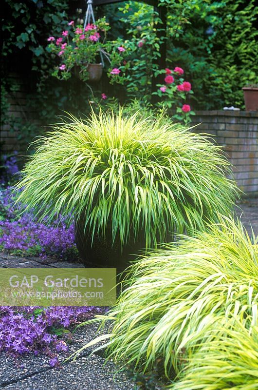 Hakonechloa macra 'Alboaurea' in container with Campanula poscharskyana growing in paving 