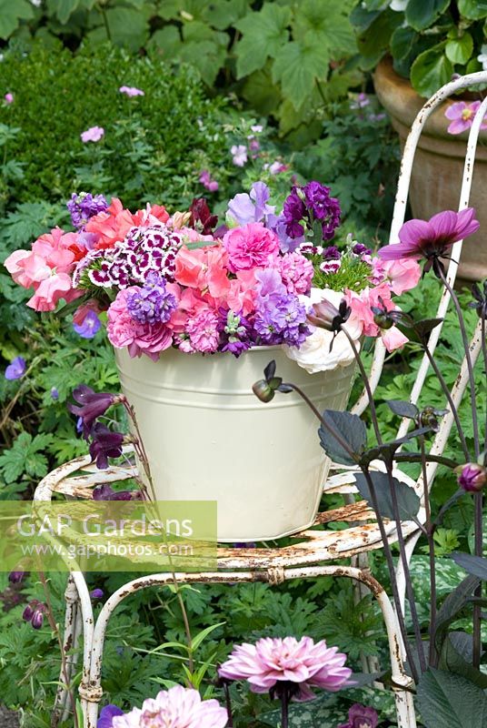 Cream bucket filled with scented summer flowers - Mattiola incana, Dianthus barbatus, Lathryus odorata on vintage chair