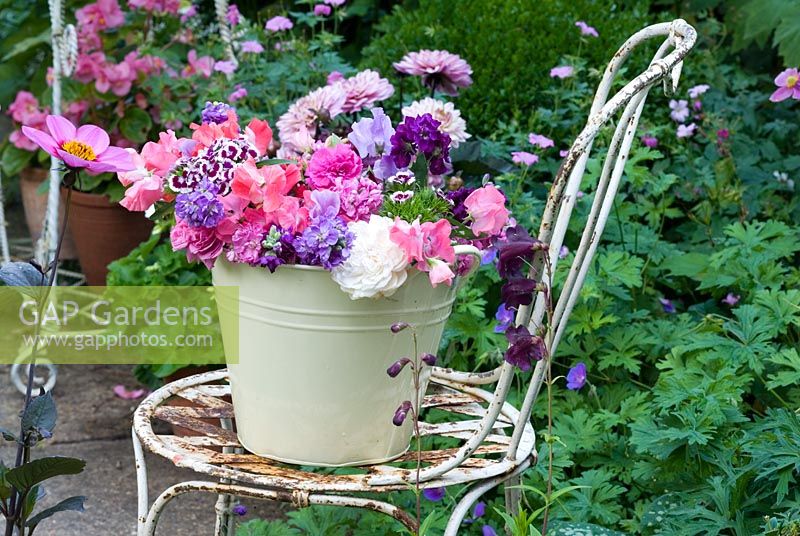 Cream bucket filled with scented summer flowers - Mattiola incana, Dianthus barbatus, Lathryus odorata on vintage chair
