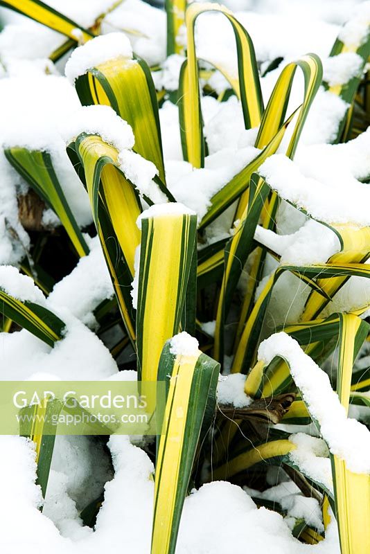Yucca flaccida 'Golden Sword' covered in snow